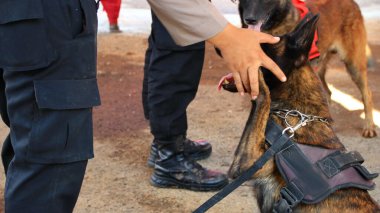 Alman çoban köpeği olan bir polis. Polis köpeği. K9
