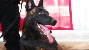 Alman çoban köpeği olan bir polis. Polis köpeği. K9