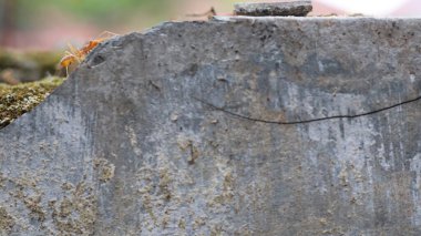 Kırmızı dokumacı karıncalar duvar yüzeyinde yürüyor. Bulanık arkaplan ile seçmeli odak