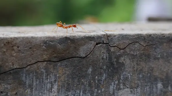 stock image Red weaver ants is walking on the wall surface. Selective focus with blur background