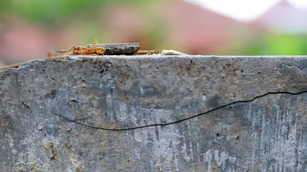 stock image Red weaver ants is walking on the wall surface. Selective focus with blur background