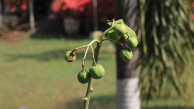 Castor meyve ağacı bitkisi ya da Ricinus komünü. Sağlık ve hastalıkları önlemek için. yeşil meyve.