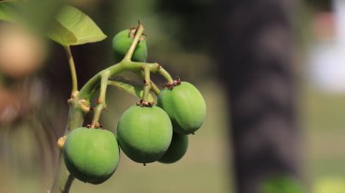 Castor meyve ağacı bitkisi ya da Ricinus komünü. Sağlık ve hastalıkları önlemek için. yeşil meyve.