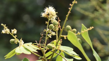 Tropik meyveler genç Longan ve çiçekler, Dimocarpus Longan 'ın çiçekleri, tatlı bir tadı olan Güneydoğu Asya' nın meyvelerinden biri.