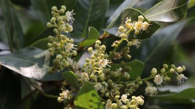 Tropik meyveler genç Longan ve çiçekler, Dimocarpus Longan 'ın çiçekleri, tatlı bir tadı olan Güneydoğu Asya' nın meyvelerinden biri.