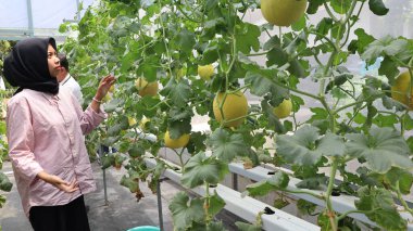 21 Mart 2025 'te Pekalongan Endonezya' da hasat için hazır bir karpuz bahçesi içinde koşullar
