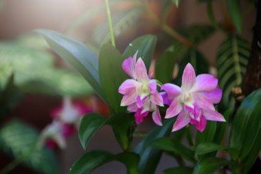 Güzel bir orkide ağacı. Phalaenopsis. Parkta bir grup güzel orkide. Yumuşak sabah güneşiyle, yumuşak odaklanma