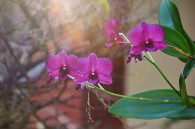 Güzel bir orkide ağacı. Phalaenopsis. Parkta bir grup güzel orkide. Yumuşak sabah güneşiyle, yumuşak odaklanma