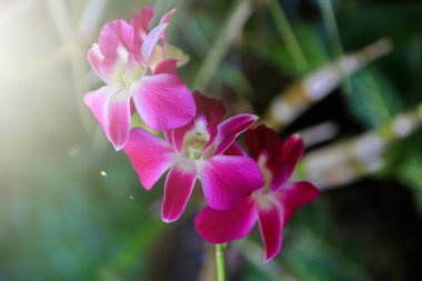 Güzel bir orkide ağacı. Phalaenopsis. Parkta bir grup güzel orkide. Yumuşak sabah güneşiyle, yumuşak odaklanma