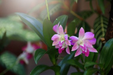 Güzel bir orkide ağacı. Phalaenopsis. Parkta bir grup güzel orkide. Yumuşak sabah güneşiyle, yumuşak odaklanma