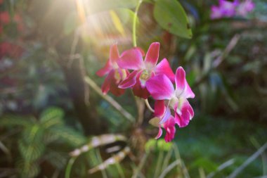 Güzel bir orkide ağacı. Phalaenopsis. Parkta bir grup güzel orkide. Yumuşak sabah güneşiyle, yumuşak odaklanma