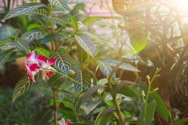 Güzel bir orkide ağacı. Phalaenopsis. Parkta bir grup güzel orkide. Yumuşak sabah güneşiyle, yumuşak odaklanma