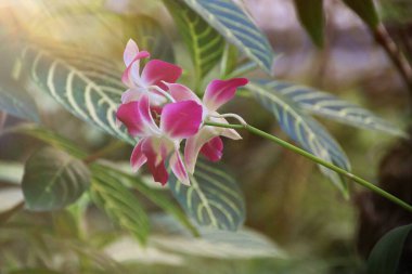 Güzel bir orkide ağacı. Phalaenopsis. Parkta bir grup güzel orkide. Yumuşak sabah güneşiyle, yumuşak odaklanma