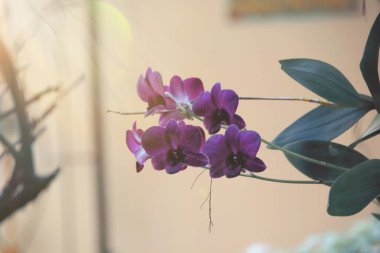 Güzel bir orkide ağacı. Phalaenopsis. Parkta bir grup güzel orkide. Yumuşak sabah güneşiyle, yumuşak odaklanma