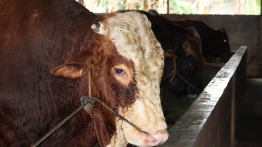 Pekalongan, Endonezya 'da geleneksel bir çiftlikteki bir beslenme kabininde birkaç kahverengi ve siyah boğa görülmektedir. Kurban hazırlıkları sırasında tipik bir çiftlik hayvanı sahnesi