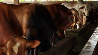 Pekalongan, Endonezya 'da geleneksel bir çiftlikteki bir beslenme kabininde birkaç kahverengi ve siyah boğa görülmektedir. Kurban hazırlıkları sırasında tipik bir çiftlik hayvanı sahnesi