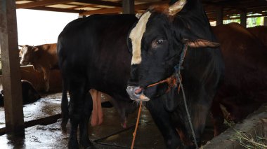 Pekalongan, Endonezya 'da geleneksel bir çiftlikteki bir beslenme kabininde birkaç kahverengi ve siyah boğa görülmektedir. Kurban hazırlıkları sırasında tipik bir çiftlik hayvanı sahnesi