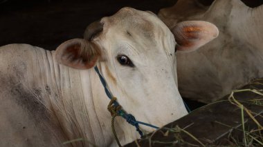 Beyaz inekler Pekalongan, Endonezya 'da beton bir sığır ahırında dinleniyor. Kurban Bayramı 'ndan önce bir beslenme alanında çiftlik hayvanlarını gösteren tipik bir kırsal bölge..