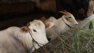 Beyaz inekler Pekalongan, Endonezya 'da beton bir sığır ahırında dinleniyor. Kurban Bayramı 'ndan önce bir beslenme alanında çiftlik hayvanlarını gösteren tipik bir kırsal bölge..