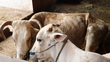 Beyaz inekler Pekalongan, Endonezya 'da beton bir sığır ahırında dinleniyor. Kurban Bayramı 'ndan önce bir beslenme alanında çiftlik hayvanlarını gösteren tipik bir kırsal bölge..