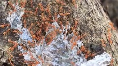 Makro Vahşi Yaşam Görüntülerinde Doğal Yüzeyde Sürünen Karıncaların Kapanışı