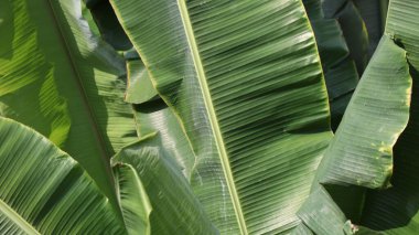 Muz, güneşli bir öğleden sonra tropikal bahçede gölgeler oluşturarak huzurlu ve rahatlatıcı bir atmosfer yaratır..