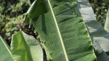 Muz, güneşli bir öğleden sonra tropikal bahçede gölgeler oluşturarak huzurlu ve rahatlatıcı bir atmosfer yaratır..