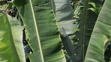 Muz, güneşli bir öğleden sonra tropikal bahçede gölgeler oluşturarak huzurlu ve rahatlatıcı bir atmosfer yaratır..