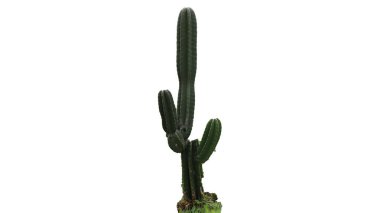 Yeşil kaktüs beyaz arka planda tek başına duruyor. Kabuklu dokusu ve eşsiz şekli basit, izole bir bileşim..