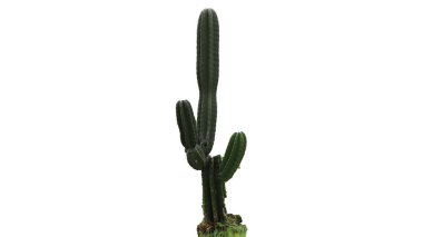 Yeşil kaktüs beyaz arka planda tek başına duruyor. Kabuklu dokusu ve eşsiz şekli basit, izole bir bileşim..