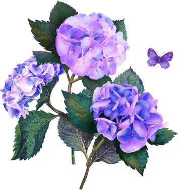 Klasik suluboya Ortanca çiçekleri buketi, yapraklar, beyaz arka planda izole edilmiş kelebekler pembe, mor, mavi renkli, eski ayrıntılı renkli resimler.