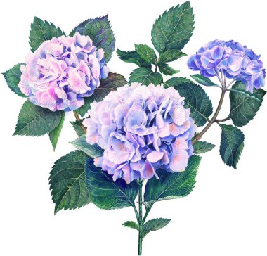 Eski suluboya Ortanca çiçek buketi, yapraklar, beyaz arka planda izole edilmiş pembe, mor, mavi renkli, eski ayrıntılı renkli resim kartı,