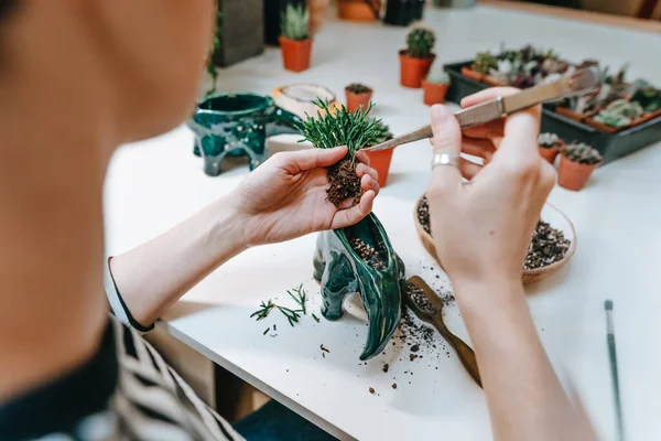 Mujer Joven Plantando Una Suculenta Maceta Forma Dinosaurio Primer Plano —  Fotos de Stock