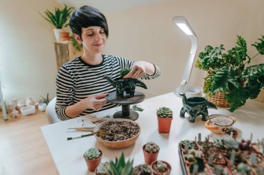 Genç bir kadın, dinazor şeklinde bir saksıya sulu bir bitki ekiyor. Seçici odak.