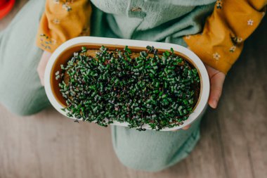 Elleri küçük lahana mikroyeşillikleri tutan çocukların yakın çekimi. Çocuklu ev yapımı vitamin yiyeceği fikri.