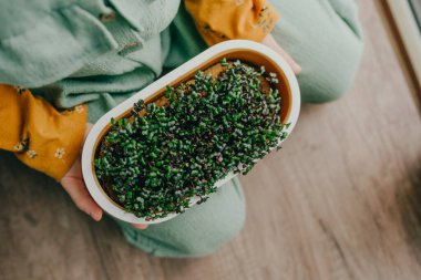 Elleri küçük lahana mikroyeşillikleri tutan çocukların yakın çekimi. Çocuklu ev yapımı vitamin yiyeceği fikri.