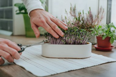 Erkeklerin elleri beyaz bir saksıda mikroyeşillik keserken pencere pervazında tahta arka planda makas kullanırlar. Ev yapımı vitamin yiyeceği fikri.