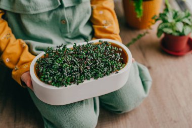 Elleri küçük lahana mikroyeşillikleri tutan çocukların yakın çekimi. Çocuklu ev yapımı vitamin yiyeceği fikri.