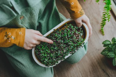 Elleri küçük lahana mikroyeşillikleri tutan çocukların yakın çekimi. Çocuklu ev yapımı vitamin yiyeceği fikri.