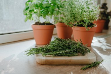 Mutfak bitkileri saksıda ve biberiyede yetişiyor. Pencere kenarında aşçılıkta kullanılan ahşap bir tahta üzerinde. Seçici odak.