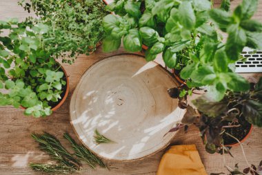 Mutfak bitkilerinin yakınındaki ahşap tahtanın en üst görüntüsü ahşap arka planda aşçılıkta kullanılan çömleklerle işlenmiş. Seçici odak.