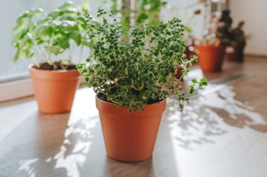 Mutfak bitkileri mutfak tezgahında kullanılan bir saksıda yetiştiriliyor. Pencerenin yanındaki ahşap bir masada. Seçici odak.