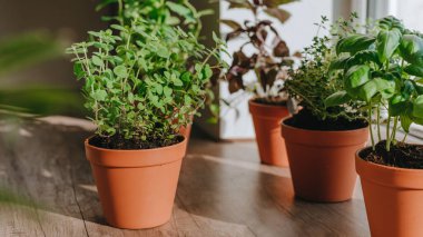 Mutfak bitkileri mutfak tezgahında kullanılan bir saksıda yetiştiriliyor. Pencerenin yanındaki ahşap bir masada. Seçici odak.