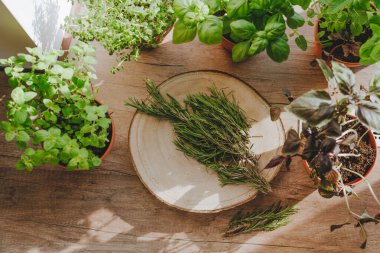 Mutfak bitkilerinin en üst görüntüsü bir saksıda ve ahşap arka planda aşçılıkta kullanılan ahşap bir tahtada biberiyede yetiştirilir. Seçici odak.