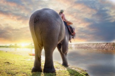 Tayland 'daki bir köyde fil ve mahout, fil bir aile gibidir.. 