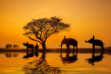 Tayland 'da gün batımında fil silueti.