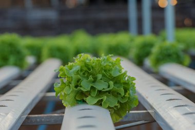 Hidrofonik sebzeler bahçeye ekilir, sualtı sebze tarlasında taze organik sebzeler..