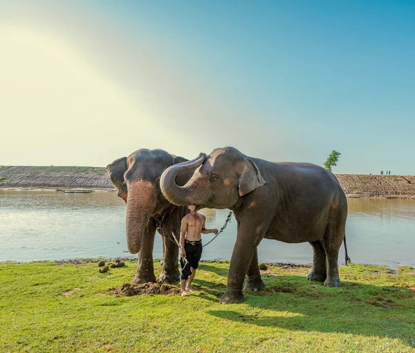Tailandia Muestra Jugando Con Elefante —  Fotos de Stock