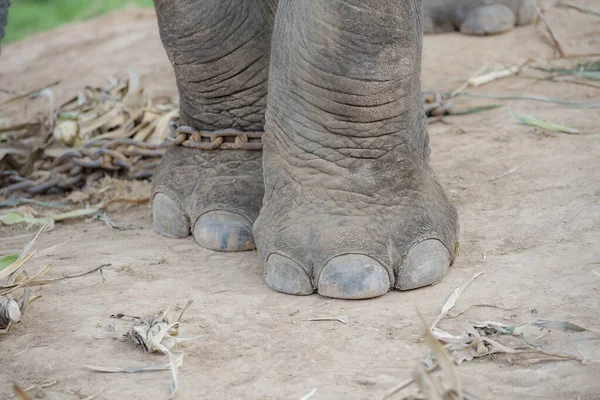 Ασιατικός Ελέφαντας Πόδι Ελέφαντα Ελέφαντας Πόδι Ελέφαντα — Φωτογραφία Αρχείου