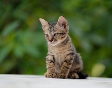 Yeşil arka planda sevimli kedi yavruları .